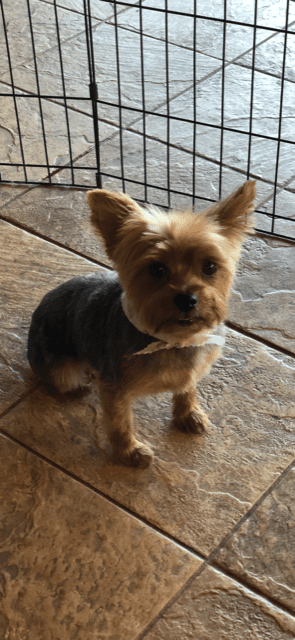 Little brown dog at Paws Pet Spa and Boutique 8