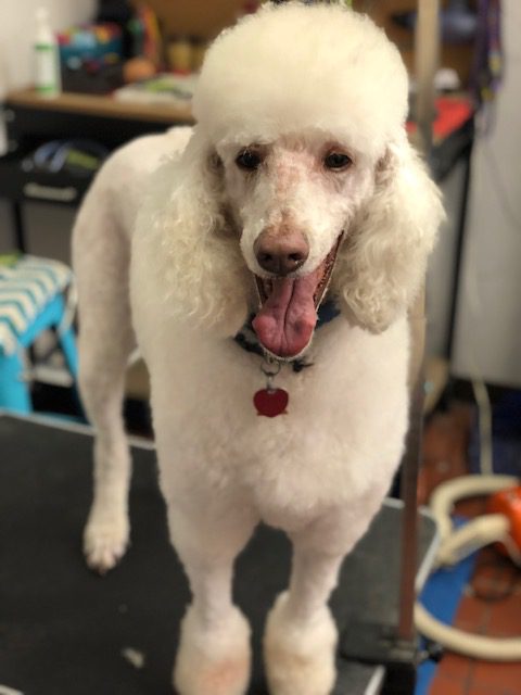 Fluffy white dog at Paws Pet Spa & Boutique