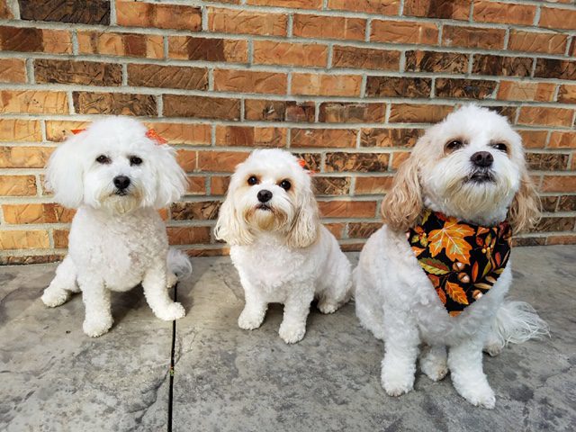 Three white dogs that were groomed at Paws Pet Spa & Boutique 8