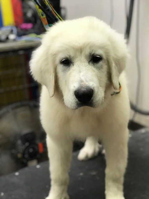 White dog at the pet groomer | Paws Pet Spa & Boutique 8
