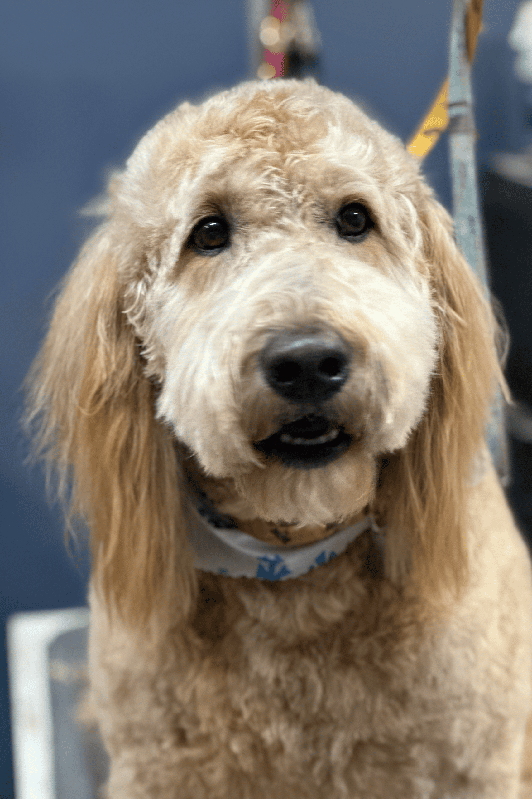 Groomed dog after going to Paws Pet Spa & Boutique 8