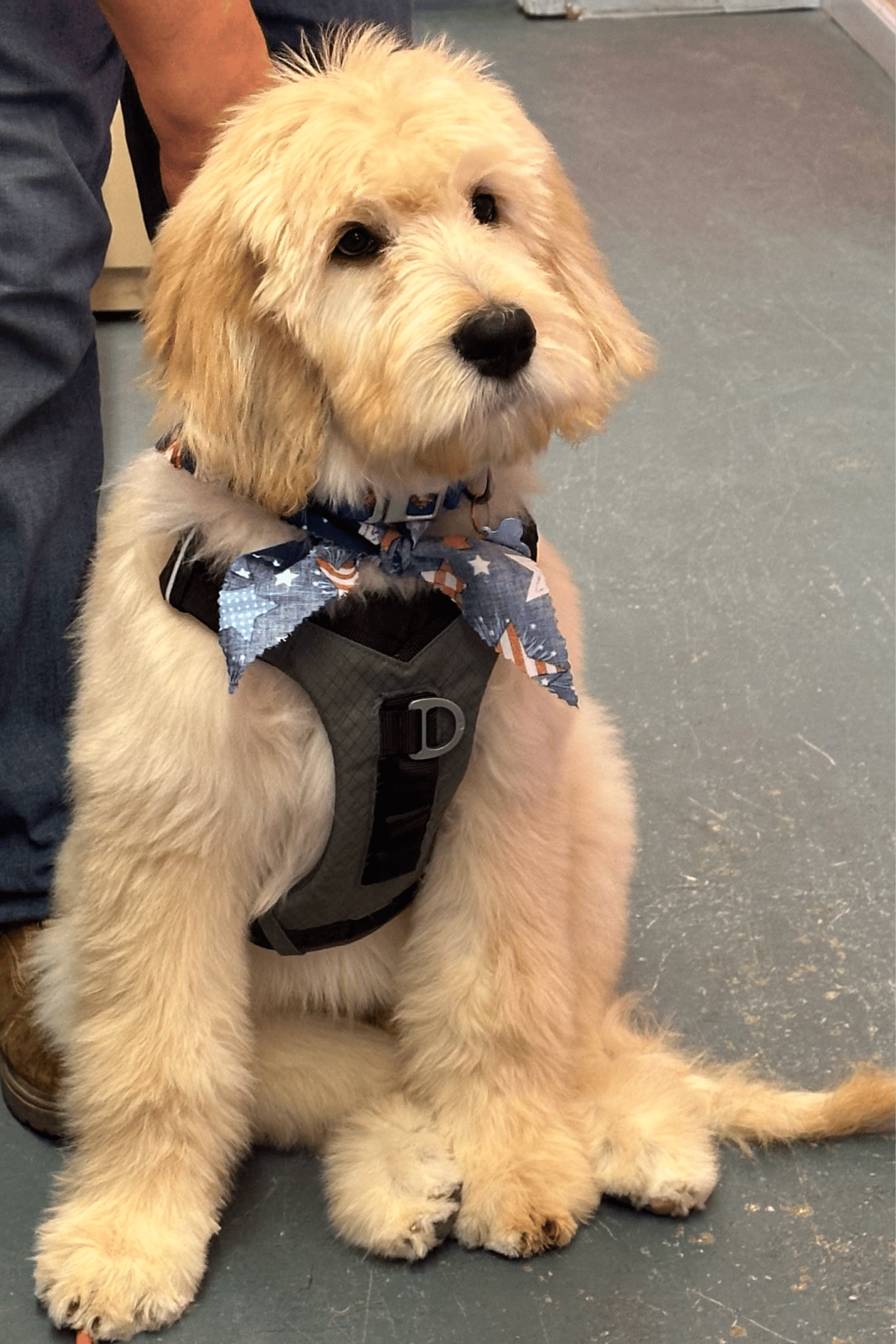 Fluffy white dog at Paws Pet Spa & Boutique