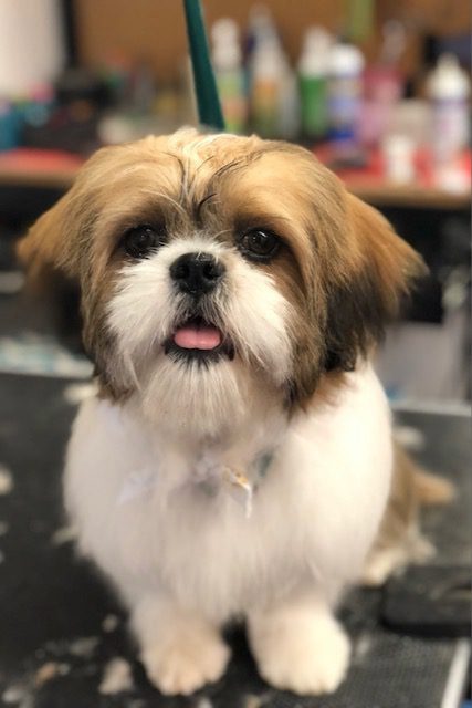 Dog at the pet spa in Metamora, MI