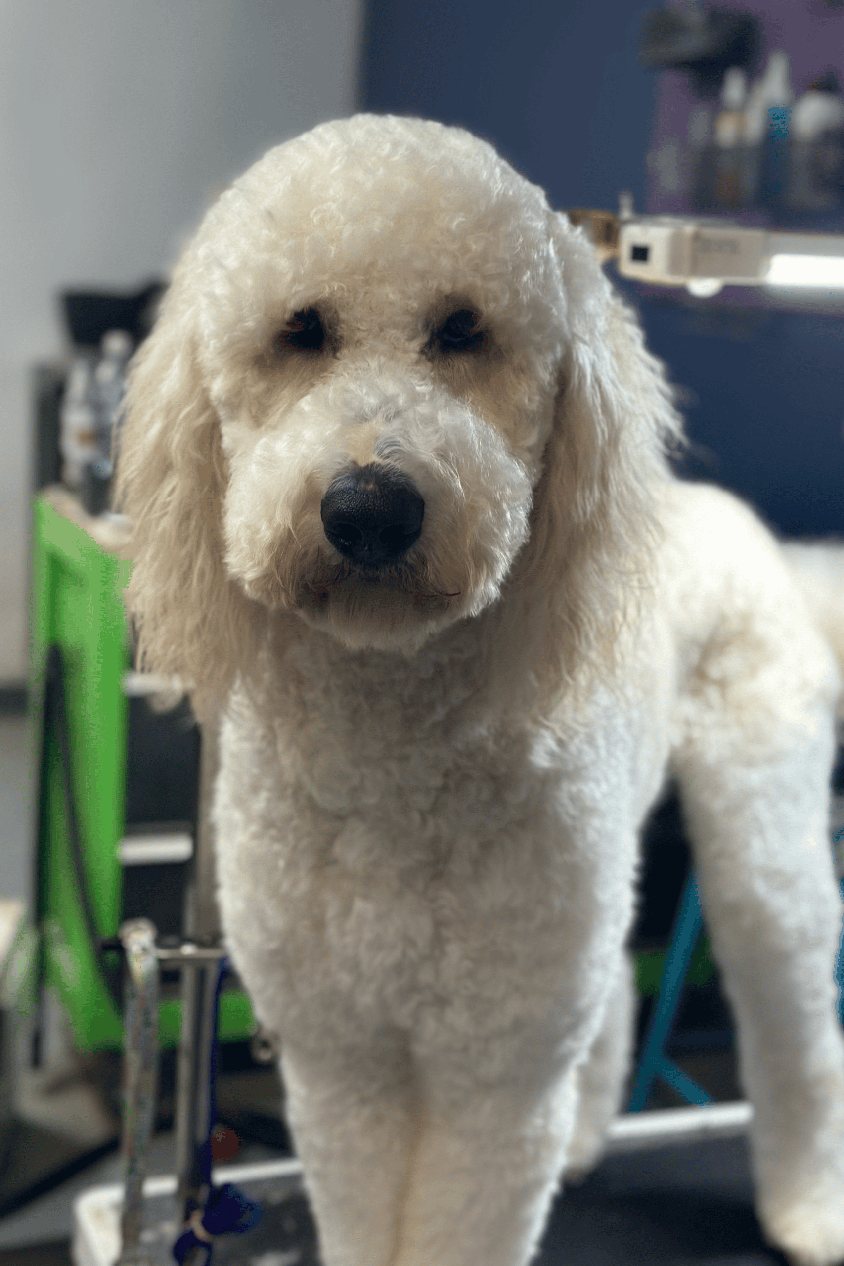 Little brown dog at Paws Pet Spa and Boutique 8