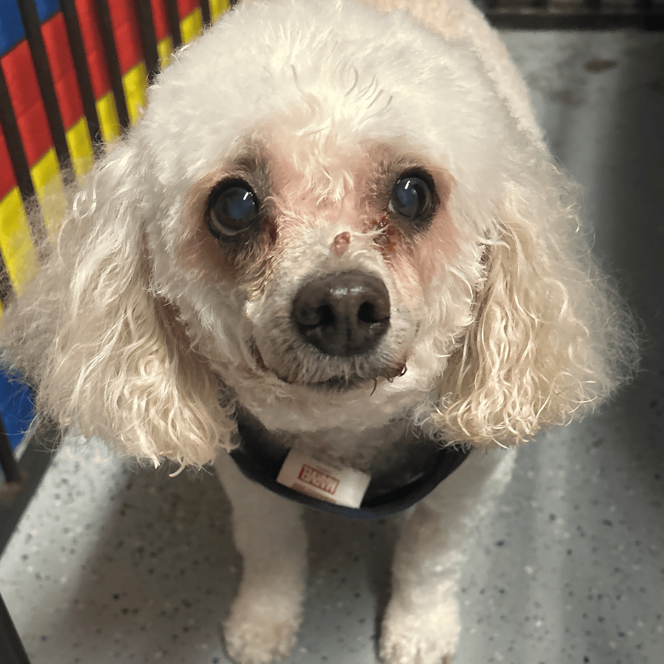 Small dog at the Paws Pet Spa & Boutique in Metamora, MI